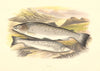 FRESHWATER FISH. Sewen (Salmo cambricus) - Houghton / Lydon 1879 old print