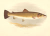 FRESHWATER FISH. Bull Trout (Salmo eriox) - Houghton / Lydon 1879 old print