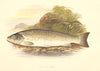 FRESHWATER FISH. Galway Sea Trout (Salmo gallivensis) - Houghton / Lydon 1879