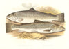 FISH.Short-Headed & Silvery Salmon.(Salmo brachypoma,argenteus)-Houghton 1879