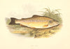 FRESHWATER FISH. Common Trout (Salmo fario) - Houghton / Lydon 1879 old print