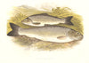 FRESHWATER FISH. Black- Finned Trout (Salmo nigripinnis) - Houghton/Lydon 1879
