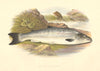 FRESHWATER FISH. Grilse, or Young Salmon- Houghton / Lydon 1879 old print