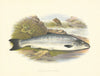 FRESHWATER FISH. Grilse, or Young Salmon- Houghton / Lydon 1879 old print