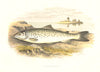 FRESHWATER FISH. Loch Leven Trout (Salmo levenensis) - Houghton / Lydon 1879