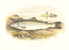 FRESHWATER FISH. Loch Leven Trout (Salmo levenensis) - Houghton / Lydon 1879