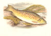 FRESHWATER FISH. Gillaroo Trout (Salmo stomachicus) - Houghton / Lydon 1879