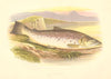 FRESHWATER FISH. Great Lake Trout (Salmo ferox) - Houghton / Lydon 1879 print