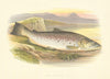 FRESHWATER FISH. Great Lake Trout (Salmo ferox) - Houghton / Lydon 1879 print