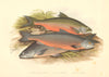 FISH.Windermere Cole's Gray's Charr(Salmo willughbii,colii,grayi)-Houghton 1879