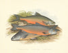FISH.Windermere Cole's Gray's Charr(Salmo willughbii,colii,grayi)-Houghton 1879