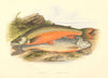 FRESHWATER FISH.Torgoch,Alpine Charr(Salmo perisii,alpinus)-Houghton/Lydon 1879