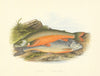 FRESHWATER FISH.Torgoch,Alpine Charr(Salmo perisii,alpinus)-Houghton/Lydon 1879