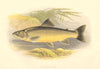 FRESHWATER FISH. Loch Killin Charr (Salmo killinensis) - Houghton / Lydon 1879