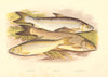 FISH.Vendace.Gwyniad.Grayling.(Coregonus clupeoides vandesius)-Houghton 1879