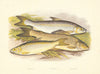 FISH.Vendace.Gwyniad.Grayling.(Coregonus clupeoides vandesius)-Houghton 1879