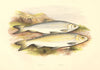 FRESHWATER FISH.Pollan.Powan.(Coregonus,clupeoides Var)-Houghton / Lydon 1879
