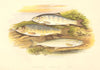 FISH.Young Trout.Salmon Parr.Smelt.(Osmerus eperlanus)-Houghton / Lydon 1879