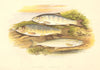 FISH.Young Trout.Salmon Parr.Smelt.(Osmerus eperlanus)-Houghton / Lydon 1879