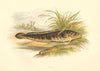 FRESHWATER FISH. Burbot (Lota vulgaris) - Houghton / Lydon 1879 old print