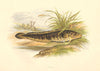 FRESHWATER FISH. Burbot (Lota vulgaris) - Houghton / Lydon 1879 old print
