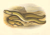 FISH.Sharp, Broad-Nosed Eels(Anguilla vulgaris latirostris)-Houghton/Lydon 1879
