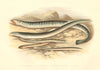FISH. Sea Lamprey. Lampern. Planer's Lamprey. Pride- Houghton / Lydon 1879