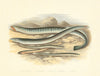 FISH. Sea Lamprey. Lampern. Planer's Lamprey. Pride- Houghton / Lydon 1879