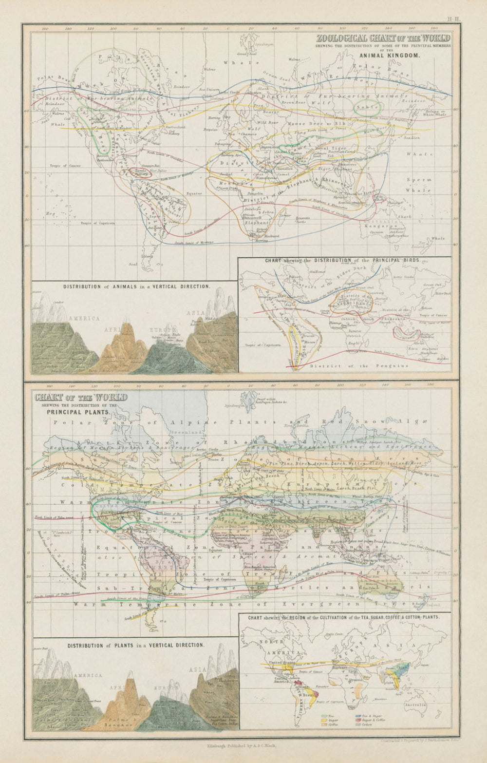 World zoological animal bird plant distribution tea sugar coffee cotton 1856 map