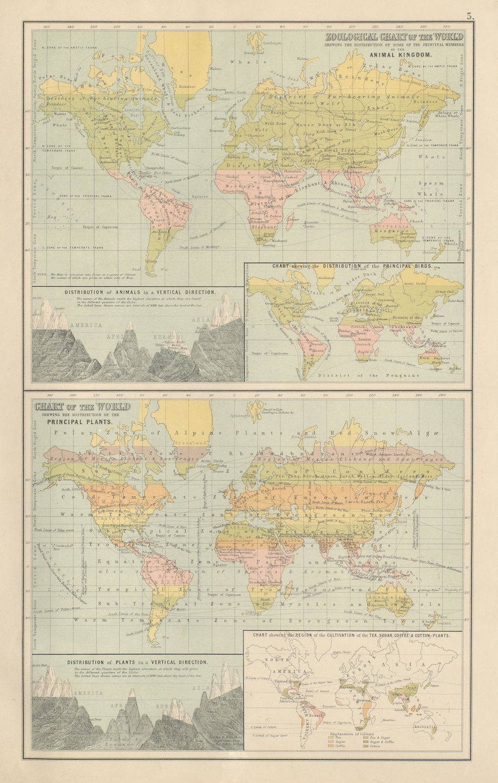 Zoological & Botanical Charts of the World. Plants animals. BARTHOLOMEW 1898 map