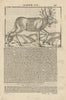 A Prussian Moose. SEBASTIAN MÜNSTER 1572 old antique vintage print picture
