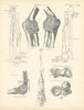 Anatomy. Ulna, Radius, Right Elbow Joint, Articular Surfaces 1880 old print