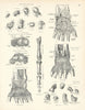Anatomy. Carpal Bones, Wrist Ligaments, Radius, Cartilage, Phalanges 1880
