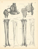 Anatomy. Hip Joint, Tibia, Fibula 1880 old antique vintage print picture