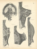 Anatomy. Diaphragm, Dorsal Muscles 1880 old antique vintage print picture