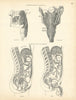 Anatomy. Pharynx Constrictor Muscles, Peritoneum Folds Diagram 1880 print
