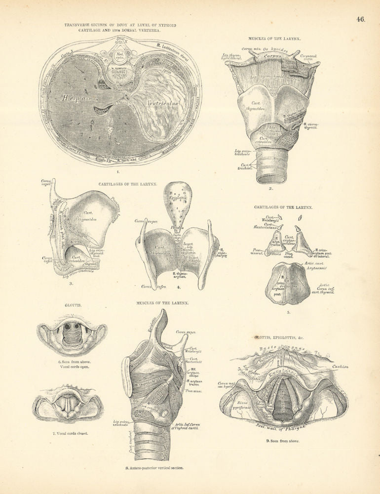 Anatomy. Xyphoid Cartilage, Larynx Muscles, Cartilages, Glottis 1880 ...