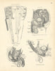 Anatomy. Urine Tubes Diagram, Pelvic Viscera, Penis & Bladder 1880 old print