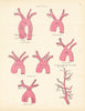 Anatomy. Aorta Branches, External Carotid Artery Diagram 1880 old print