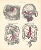 Anatomy. Coeliac Axis & Branches, Superior & Inferior Mesenteric Arteries 1880