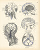 Anatomy. Face & Neck Veins, Dura Mater Sinuses, Diploe Veins 1880 old print