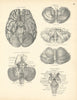 Anatomy. Brain Base, Cerebellum, 3rd & 4th Ventricles 1880 old antique print