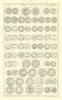 Saxon British Coins. 'NUMMI SAXONICI' (II)  from Camden's Britannia 1722 print