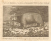A white/polar bear found on the sea in the Bering Strait. Arctic. BANKES 1789