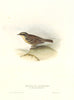 SIBERIAN/MOUNTAIN ACCENTOR. Prunella montanella/montanellus. Large. GOULD c1832