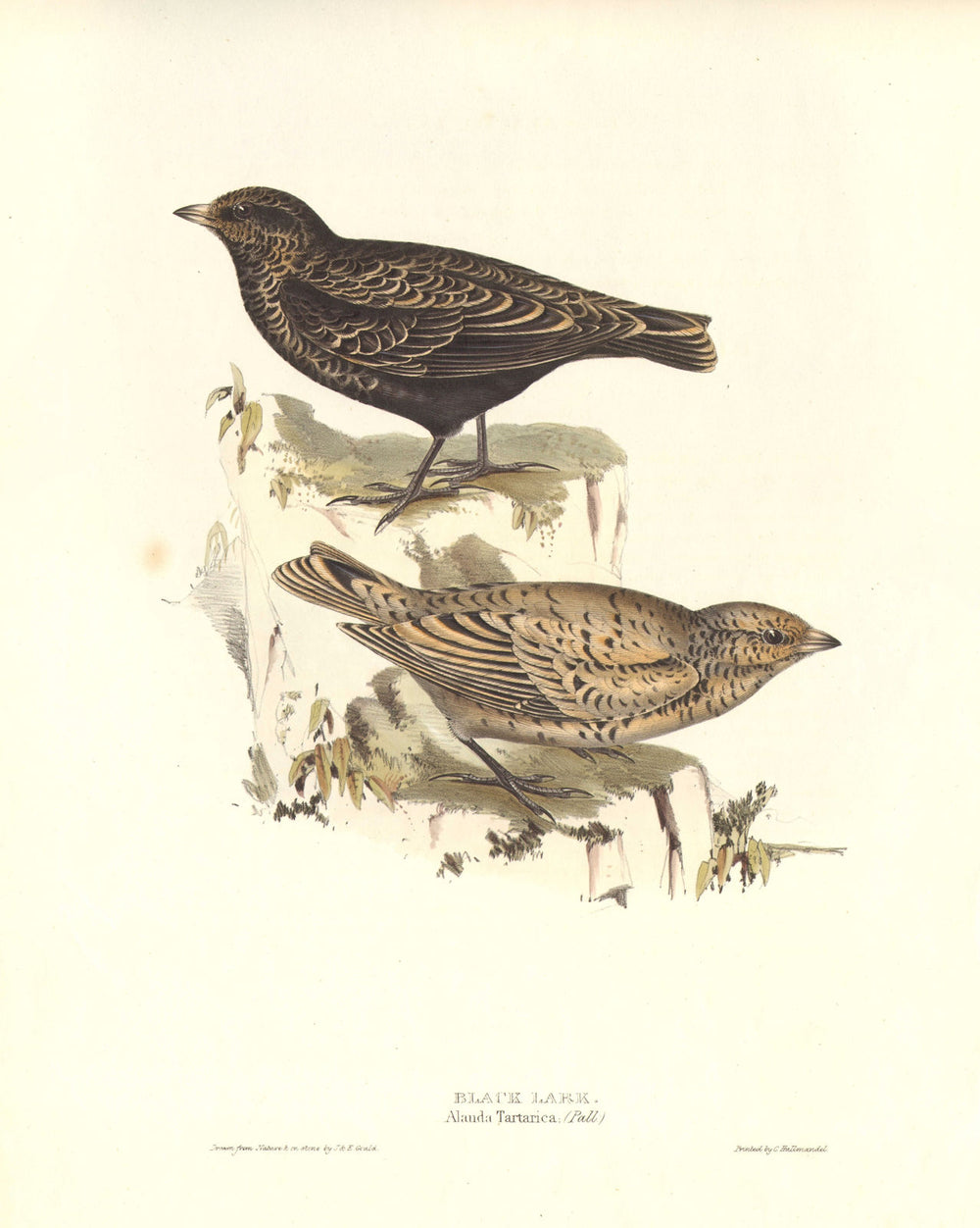 BLACK LARK. Alauda Tartarica/Melanocorypha yeltoniensis. Large. GOULD c1832