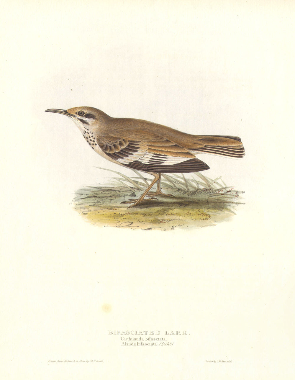 GREATER HOOPOE-LARK/Bifasciated Lark. Alaemon alaudipes. Large. GOULD c1832