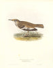 GREATER HOOPOE-LARK/Bifasciated Lark. Alaemon alaudipes. Large. GOULD c1832
