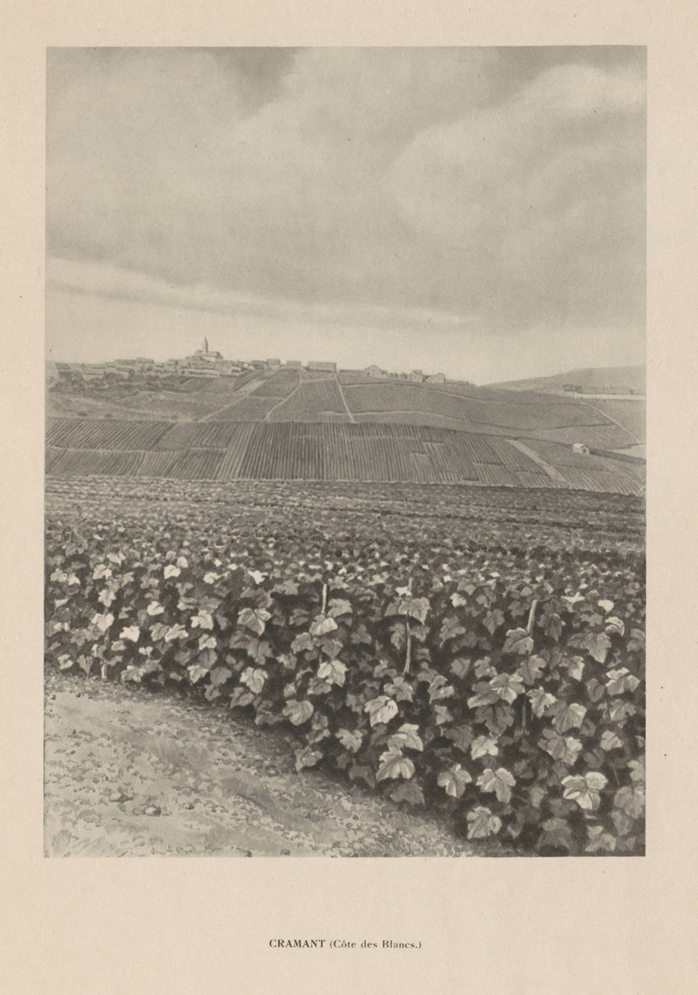 Cramant, Côte de Blancs, Champagne vineyards and village 1944 old print