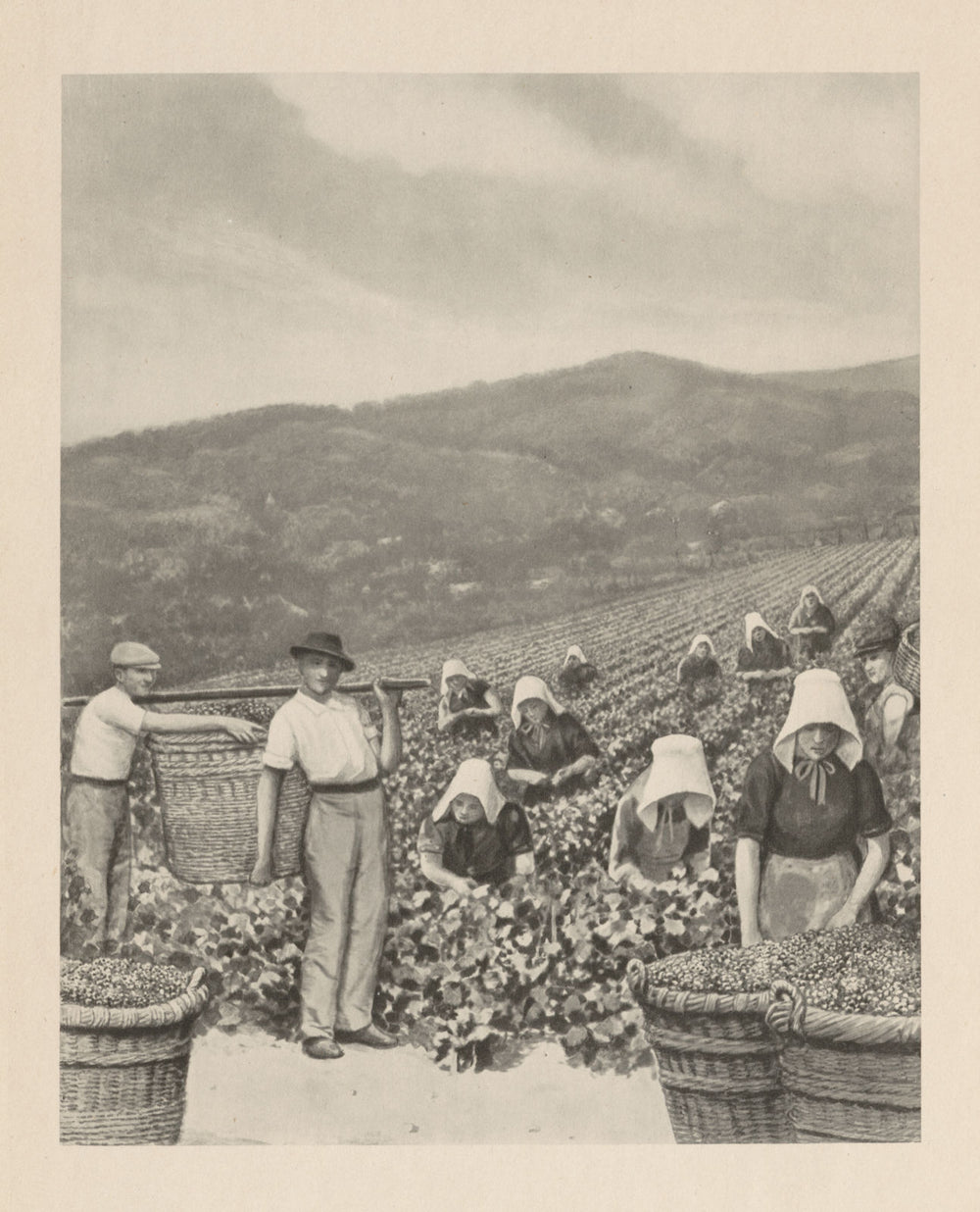 Picking grapes in a Champagne vineyard 1944 old vintage print picture